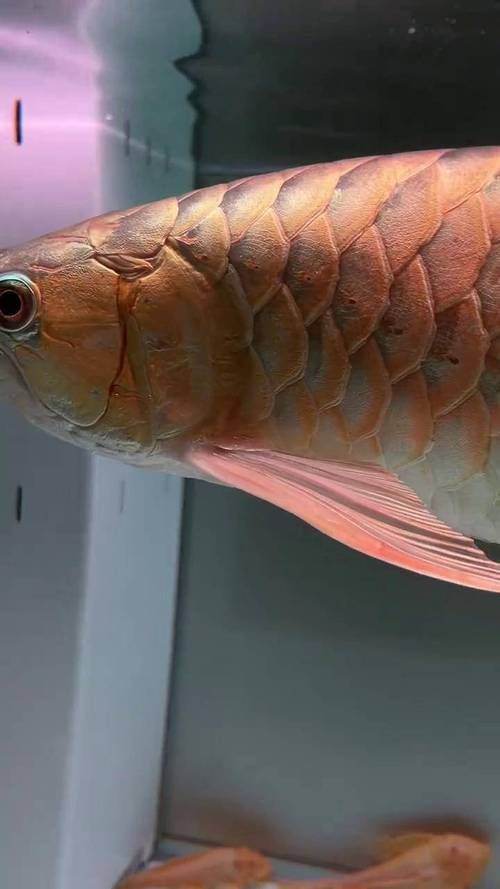 如何判斷龍魚鱗片是否損傷嚴(yán)重？，arxiv論文助手arxiv論文助手可輔助檢索魚類病理學(xué)