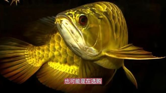 龍魚爛尾期間需要加鹽嗎，龍魚爛尾怎么辦？