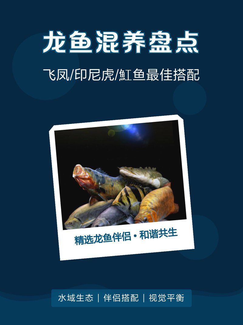 飛鳳魚和龍魚混養需要注意什么？，飛鳳魚與龍魚混養的好處與注意事項石師傅影綜紀實錄