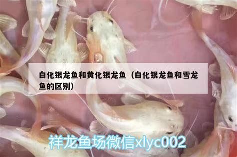 白化龍魚的飼養難度大嗎？，關于白化龍魚飼養難度的詳細解析