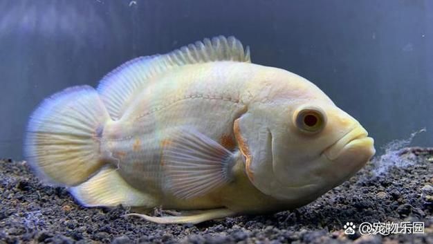 如何判斷魚缸是否需要添加益生菌？，養殖魚缸是否需要添加益生菌的核心指標與操作指南