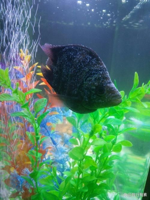如何判斷魚缸是否需要添加益生菌？，養殖魚缸是否需要添加益生菌的核心指標與操作指南