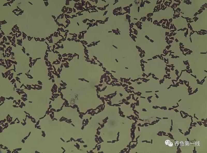 如何判斷魚缸是否需要添加益生菌？，養殖魚缸是否需要添加益生菌的核心指標與操作指南