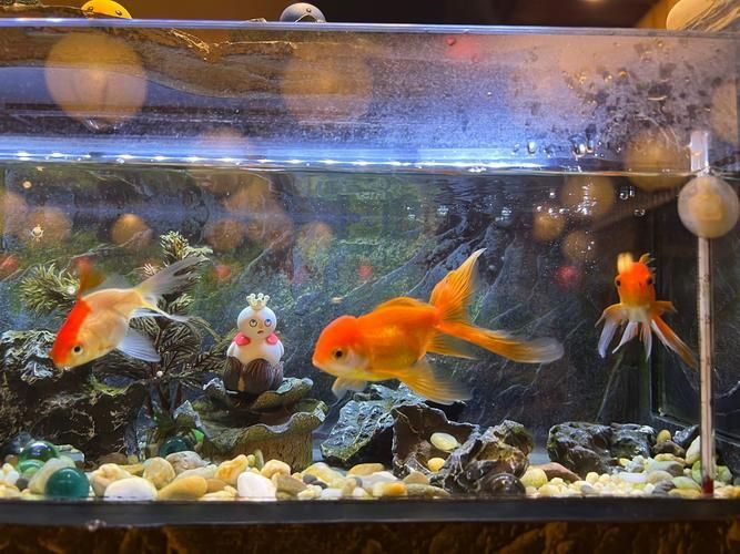 再給我?guī)追N魚缸的圖片詳解，玻璃魚缸選擇對比表