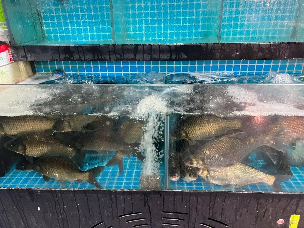 如何在生鮮電商平臺上找到從化龍魚？，如何在生鮮電商平臺上找到“從化龍魚”