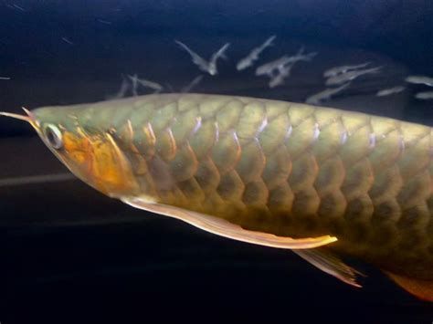 龍魚浮頭沉尾能自愈嗎，龍魚浮頭沉尾是否能自愈