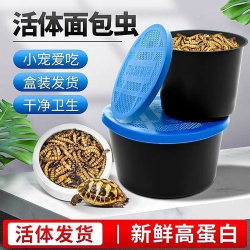 推薦一些龍魚飼養的視頻教程，龍魚飼養視頻教程