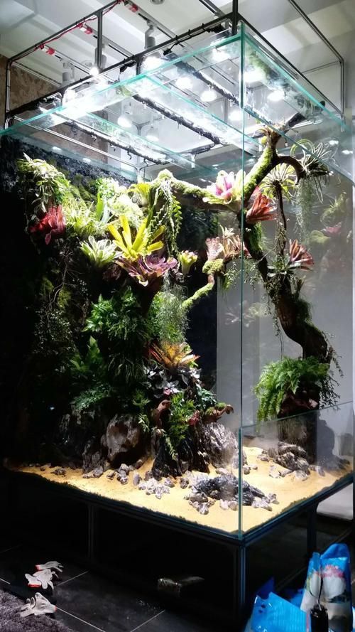 推薦一些龍魚飼養的視頻教程，龍魚飼養視頻教程