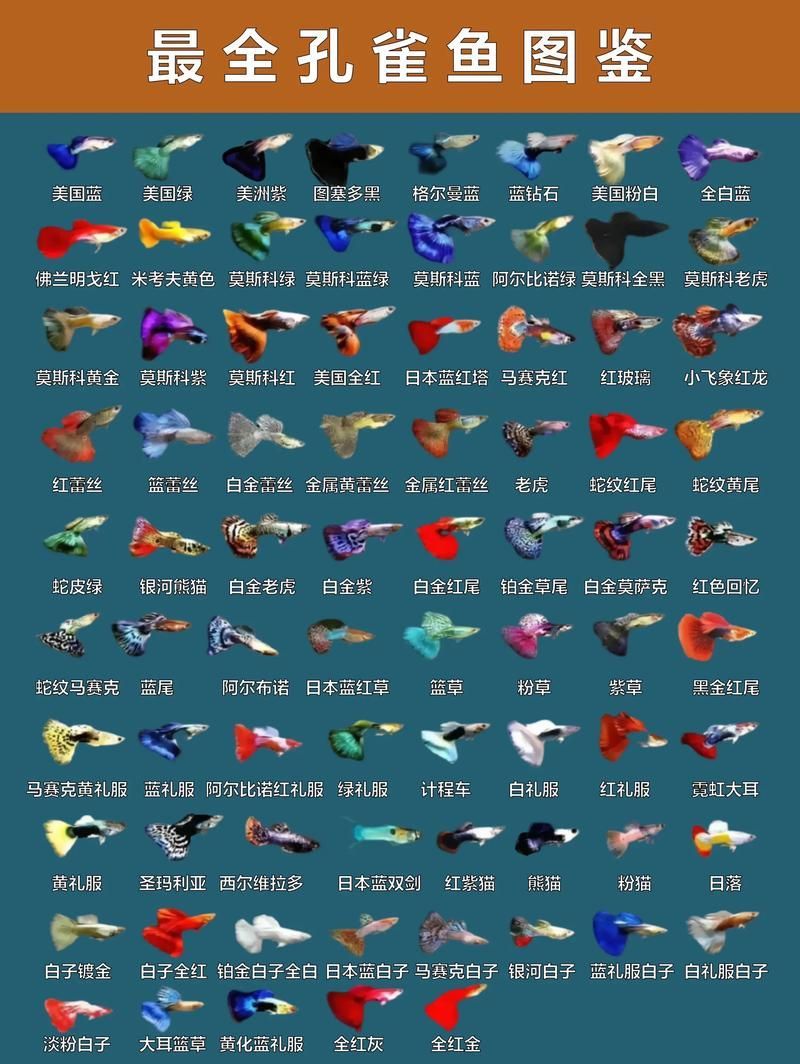 觀賞魚種類大全，觀賞魚種類大全：淡水與海水經典品種詳解