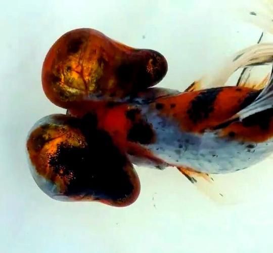 觀賞魚(yú)種類(lèi)大全，觀賞魚(yú)種類(lèi)大全：淡水與海水經(jīng)典品種詳解