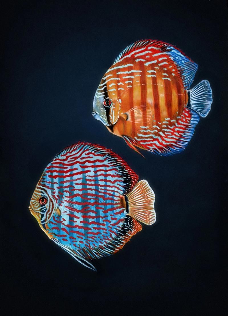觀賞魚(yú)種類(lèi)大全，觀賞魚(yú)種類(lèi)大全：淡水與海水經(jīng)典品種詳解