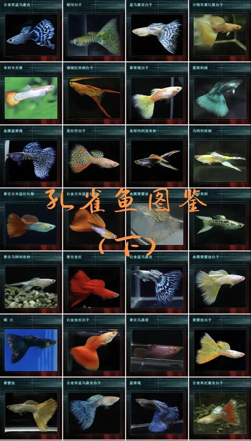 觀賞魚(yú)種類(lèi)大全，觀賞魚(yú)種類(lèi)大全：淡水與海水經(jīng)典品種詳解