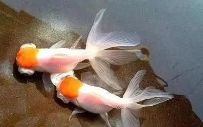 觀賞魚(yú)種類(lèi)大全，觀賞魚(yú)種類(lèi)大全：淡水與海水經(jīng)典品種詳解