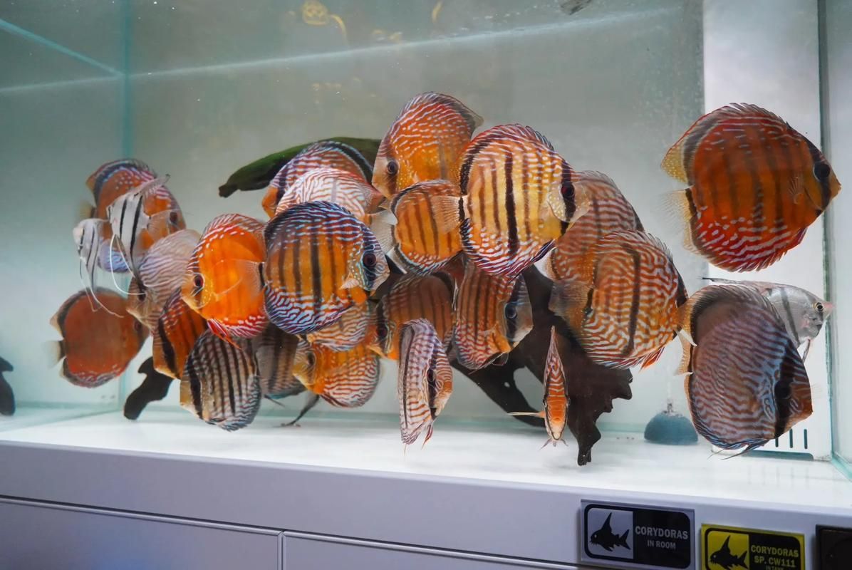 觀賞魚(yú)種類(lèi)大全，觀賞魚(yú)種類(lèi)大全：淡水與海水經(jīng)典品種詳解