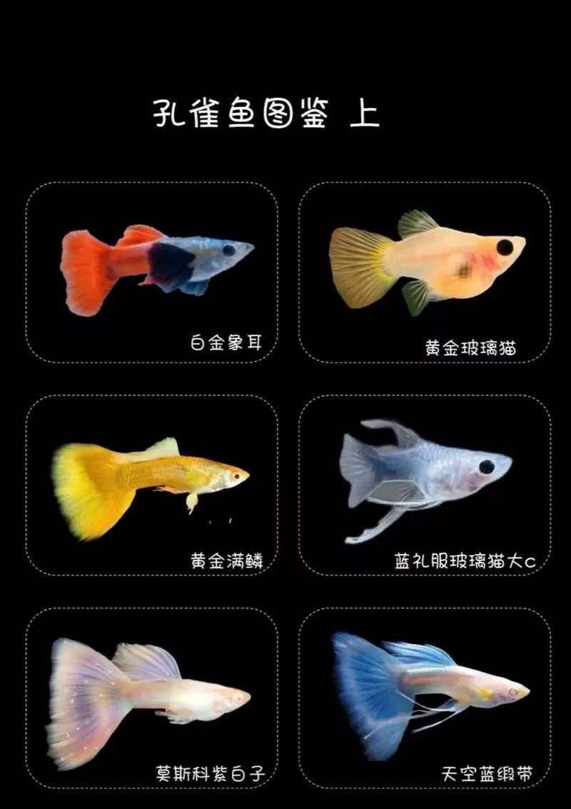 觀賞魚(yú)種類(lèi)大全，觀賞魚(yú)種類(lèi)大全：淡水與海水經(jīng)典品種詳解
