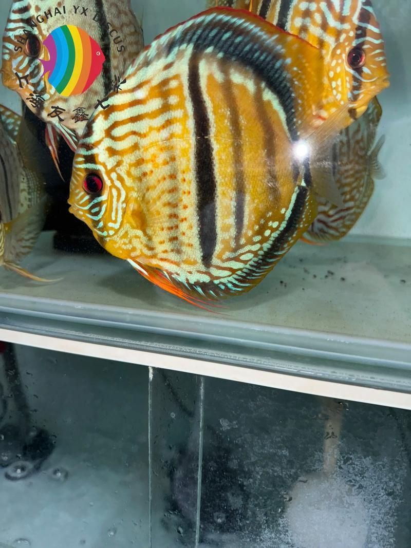 觀賞魚(yú)種類(lèi)大全，觀賞魚(yú)種類(lèi)大全：淡水與海水經(jīng)典品種詳解