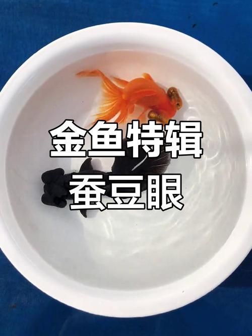 觀賞魚(yú)種類(lèi)大全，觀賞魚(yú)種類(lèi)大全：淡水與海水經(jīng)典品種詳解