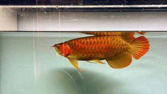 如何鑒別紅橋龍魚的血統？，關于紅橋龍魚血統鑒別