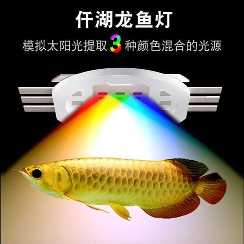 有哪些龍魚適合夜間小夜燈，如何選擇適合夜間小夜燈的龍魚