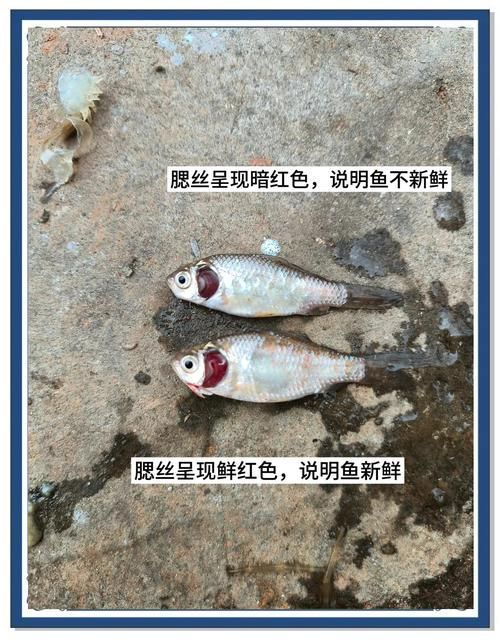 如何判斷銀龍魚是否因缺氧死亡？，——科學診斷銀龍魚是否因缺氧死亡
