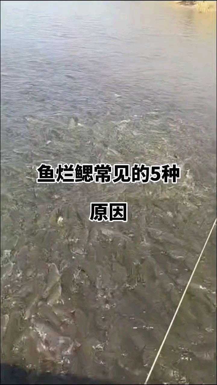 魚爛鰓是什么原因，全民小視頻:魚爛鰓常見的五大原因,你都知道嗎