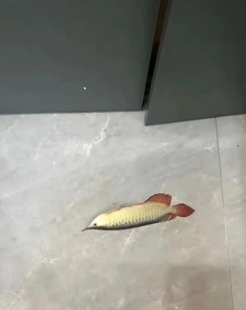 紅龍魚幼苗2公分圖片，如何挑選優質紅龍魚幼苗