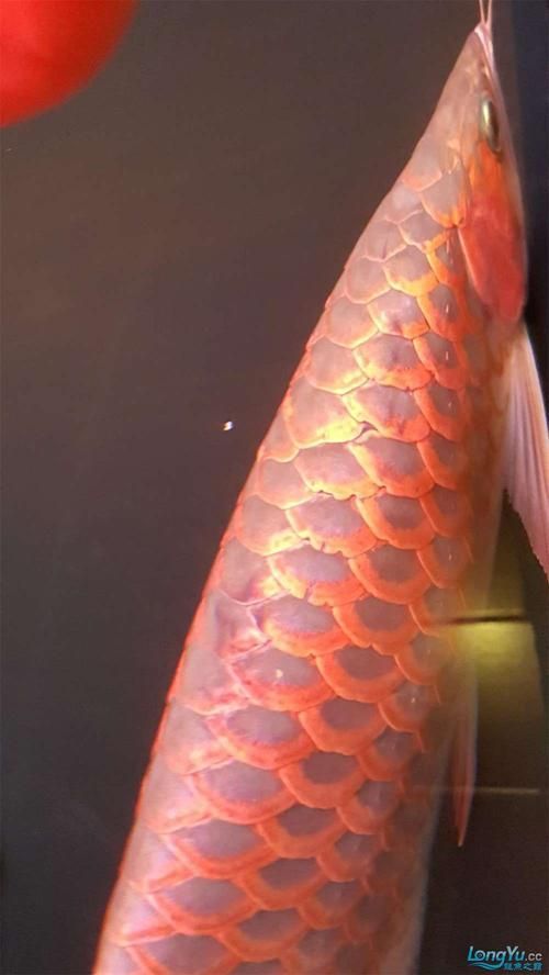 紅龍魚掉鱗后如何判斷是否感染？，紅龍魚掉鱗后如何判斷感染？