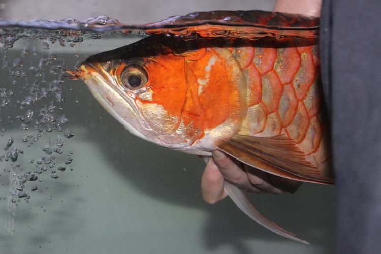 如何判斷金龍魚須子是否完全斷裂？