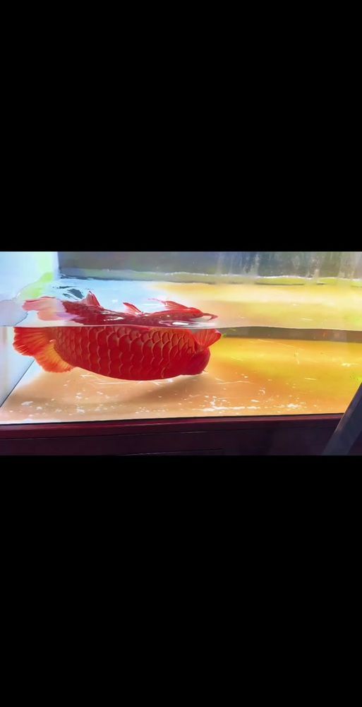 如何判斷金龍魚須子是否完全斷裂？