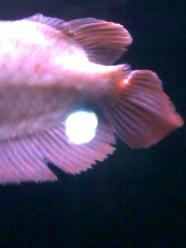 如何判斷金龍魚須子是否完全斷裂？