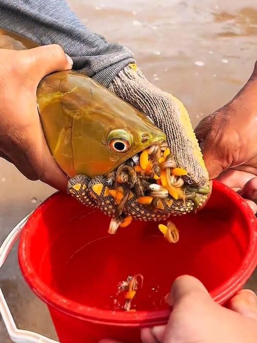 如何判斷金龍魚須子是否完全斷裂？