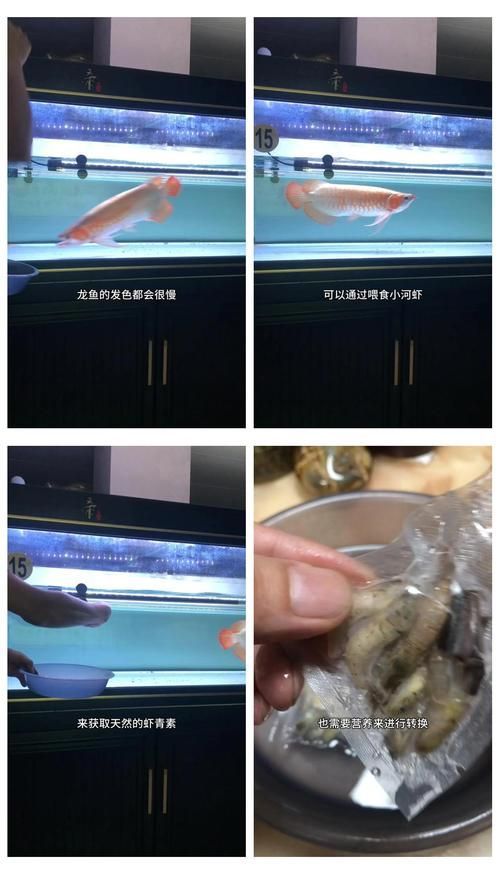 哪些水果對大湖紅龍魚有益？，大湖紅龍魚對大湖紅龍魚有益–水果對大湖紅龍魚有益
