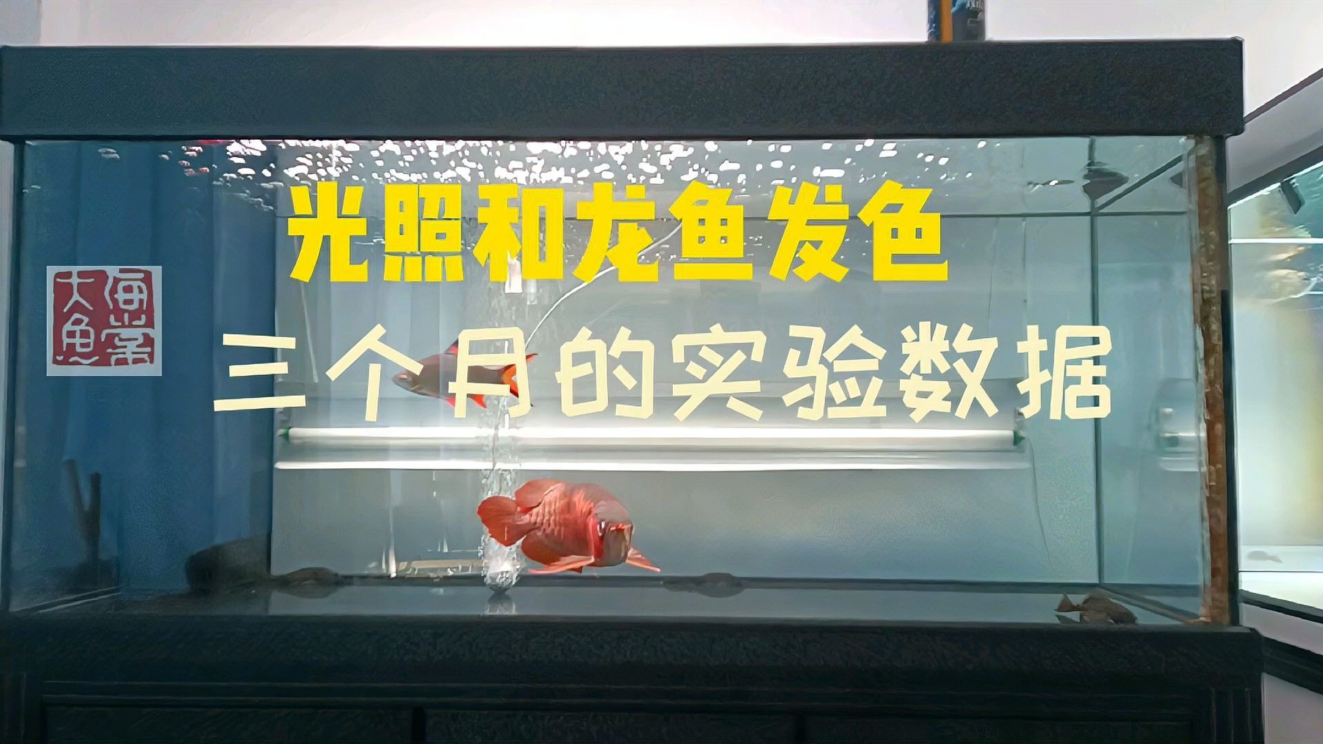 24小時開燈會怎樣影響龍魚發色，24小時開燈會對龍魚發色產生不利影響，龍魚發色對龍魚的影響