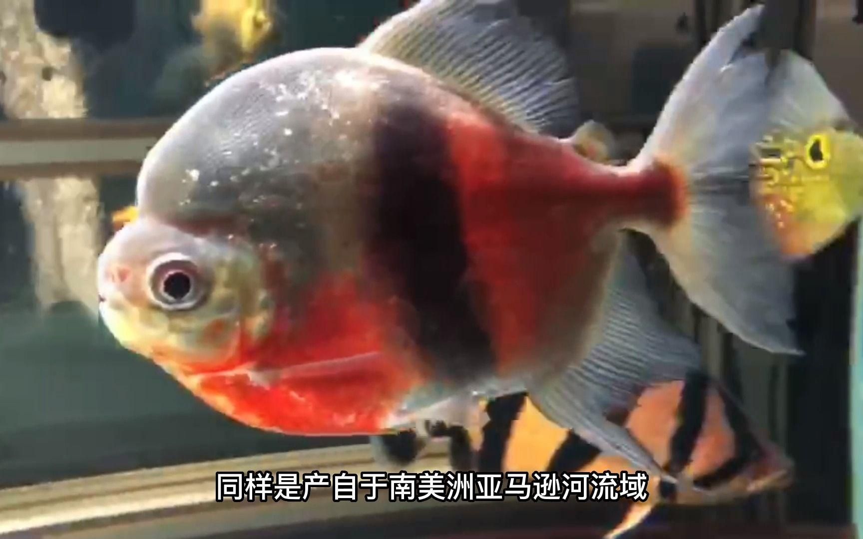 推薦一些適合和龍魚混養的中層魚，如何判斷龍魚與中層魚是否兼容？