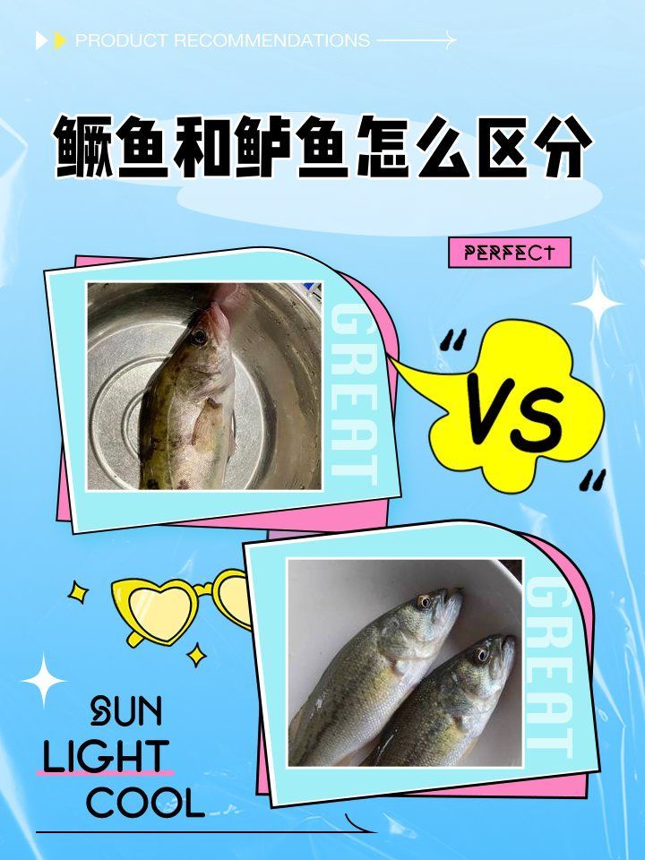 如何判斷兩種魚的習性是否匹配，判斷兩種魚的習性是否匹配，核心在于觀察它們在于觀察