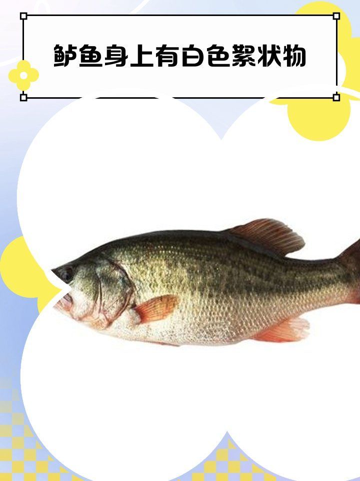 有哪些常見的魚真菌病，水產養殖中魚類真菌病的防治