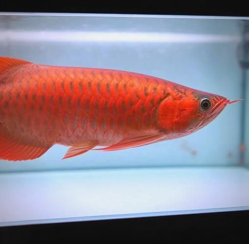 如何改善龍魚胡須的健康？，龍魚胡須健康與水質不穩是胡須病變的首要誘因、權威圖文資源