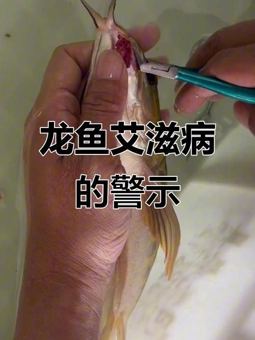 龍魚病大全圖片，龍魚常見疾病及防治方法