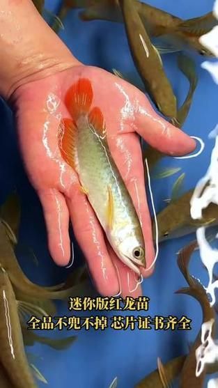 有沒有更多關于2-3cm紅龍魚苗的圖片？，2-3cm紅龍魚苗圖片集錦
