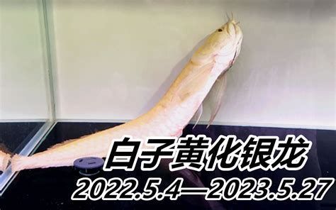 白子黃化銀龍魚，白子黃化銀龍魚詳解與養護指南
