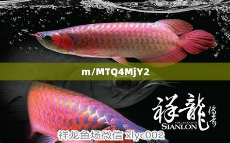 白子黃化銀龍魚，白子黃化銀龍魚詳解與養護指南