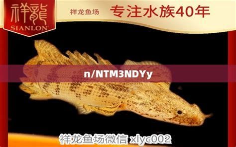 白子黃化銀龍魚，白子黃化銀龍魚詳解與養護指南