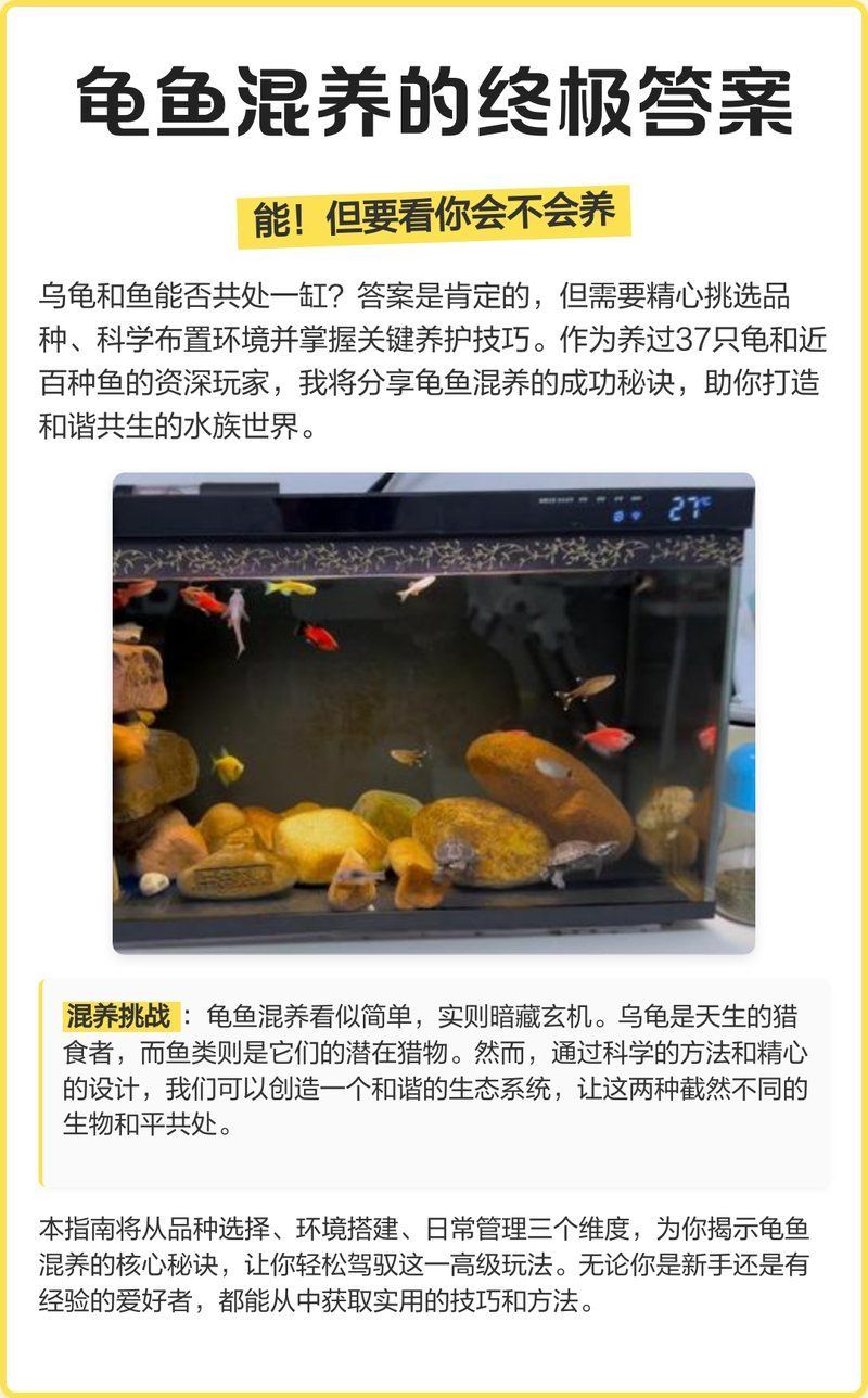 龜魚共養需要多大的水族箱，龜魚共養的水族箱尺寸