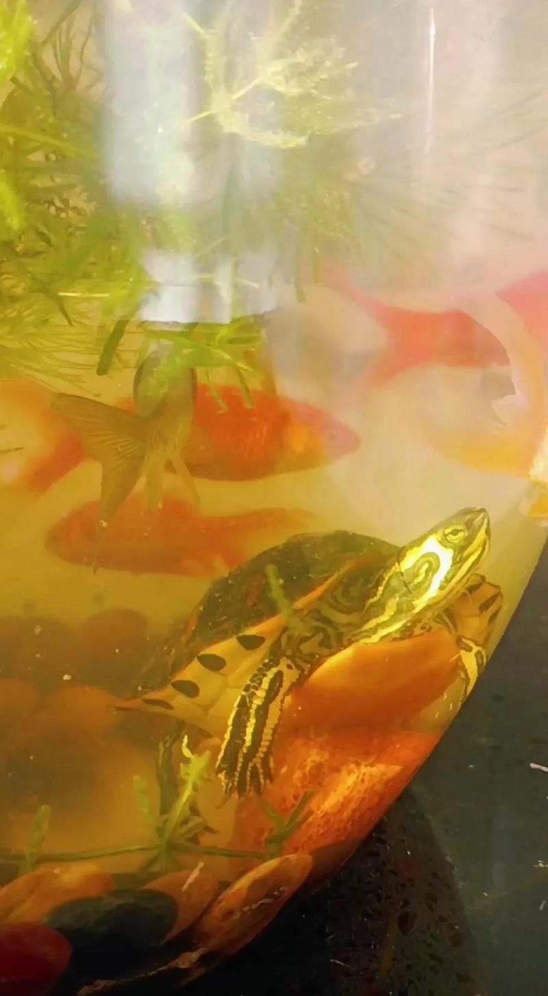 龜魚共養需要多大的水族箱，龜魚共養的水族箱尺寸