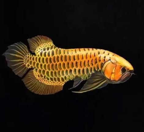 如何降低紅金龍魚養(yǎng)殖成本，百度愛采購(gòu)紅金龍魚養(yǎng)殖成本降低紅金龍魚養(yǎng)殖成本的核心要素