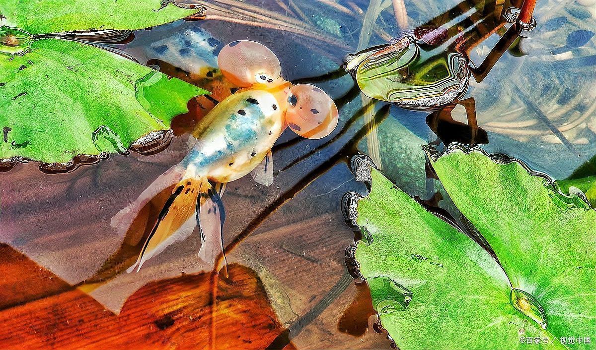 如何降低紅金龍魚養(yǎng)殖成本，百度愛采購(gòu)紅金龍魚養(yǎng)殖成本降低紅金龍魚養(yǎng)殖成本的核心要素