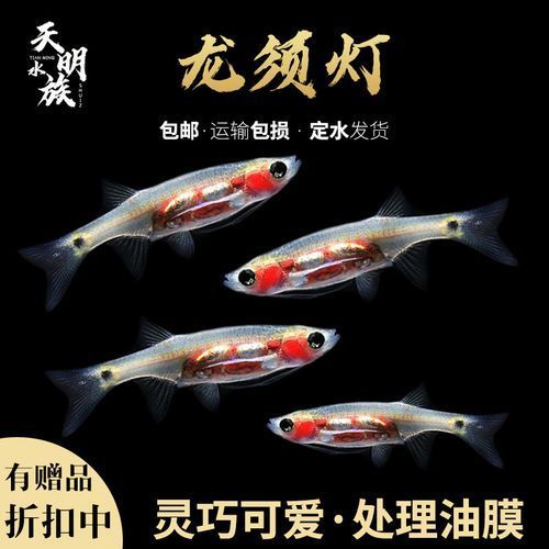 龍須燈魚混養案例分享，龍須燈魚混養案例