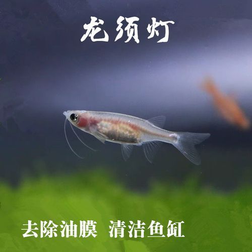 龍須燈魚混養案例分享，龍須燈魚混養案例