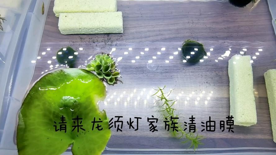 龍須燈魚混養案例分享，龍須燈魚混養案例