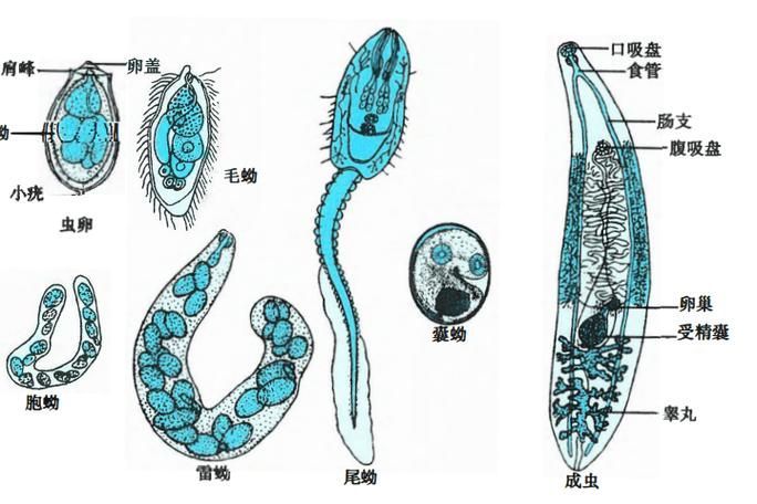 如何預防魚寄生蟲感染，思考完成調用工具arxiv論文助手